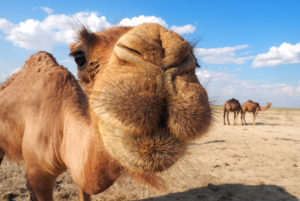 Schnauze eines jungen Kamels