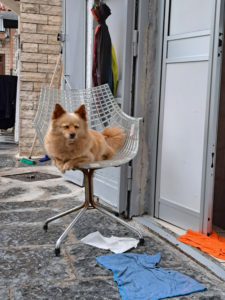 Hund auf dem Stuhl
