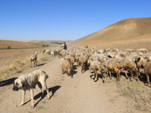 Schafherde in der Türkei